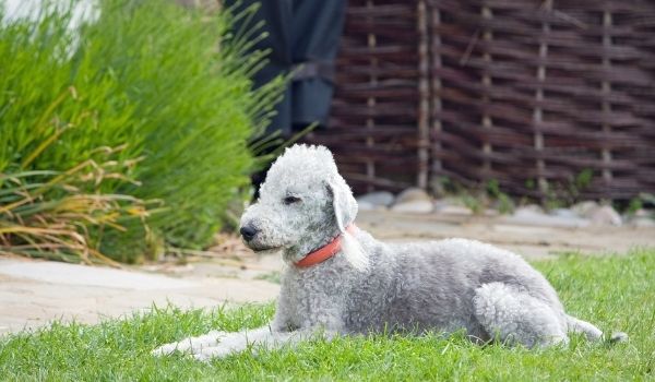 Bedlington Terrier –Most expensive dog breeds