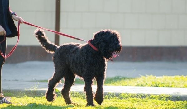 Black Russian Terrier –Most expensive dog breeds