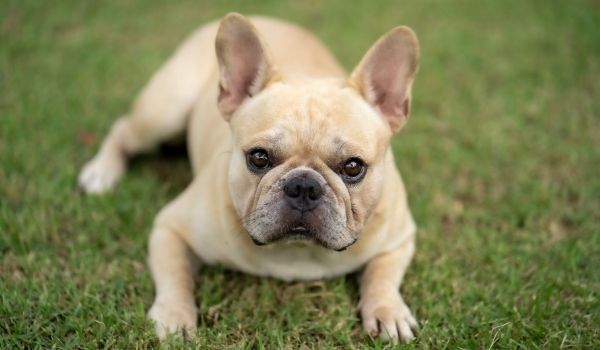  French Bulldog –Most expensive dog breeds