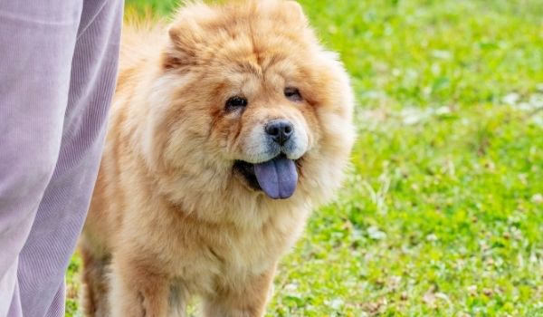 Chow Chow –Most expensive dog breeds