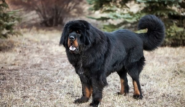Tibetan Mastiff –Most expensive dog breeds