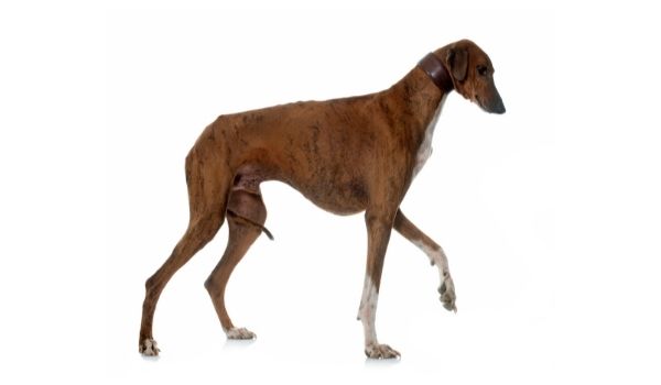 Azawakh – Most expensive dog breeds