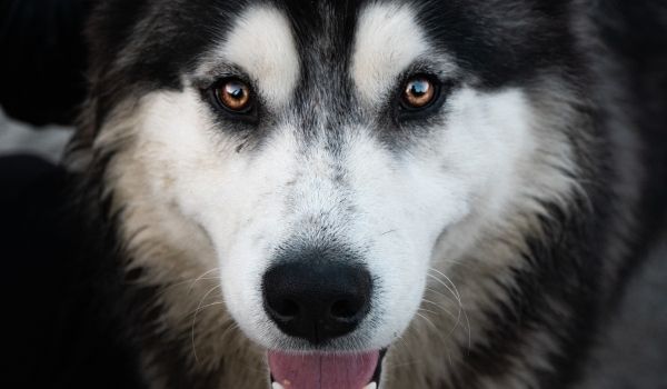 Canadian Eskimo Dog – Most expensive dog breeds