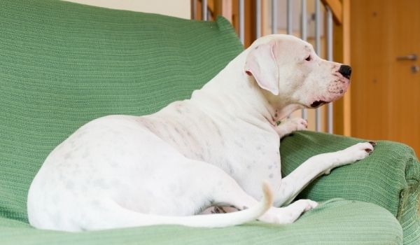 9. Argentine Dogo – Most expensive dog breeds
