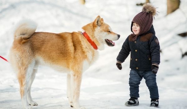 Akita – Most expensive dog breeds