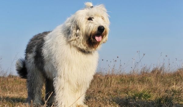Old English Sheepdog-Most expensive dog breeds