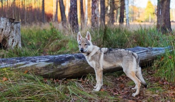 1. Czechoslovakian Wolfdog – Up to the $50,000Most expensive dog breeds