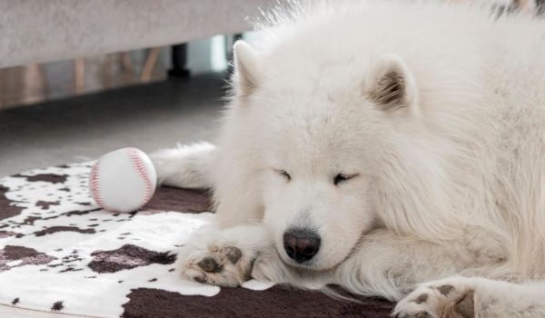 Samoyed – Most expensive dog breeds