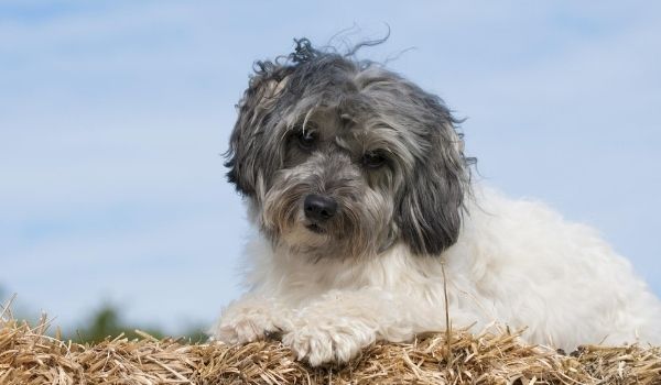 Löwchen – Most expensive dog breeds