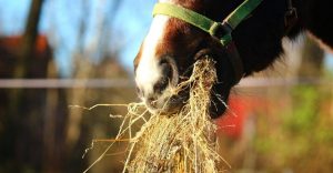 My horse is not eating his hay