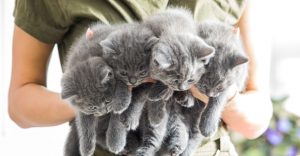 How Many Kittens Can a Cat Have