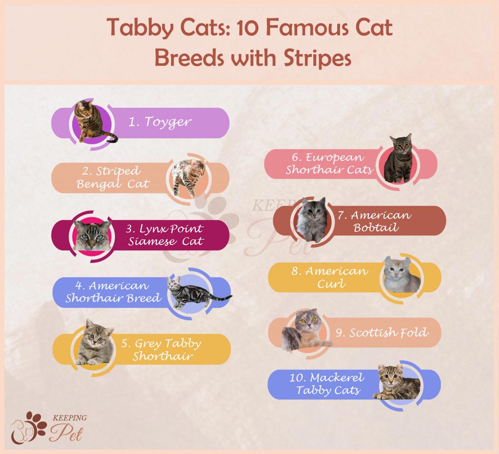 Tabby Cats: 10 Famous Cat Breeds with Stripes 