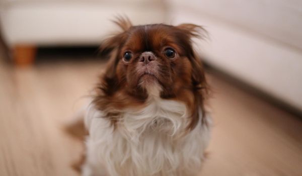 A brown and white dog looking intentively