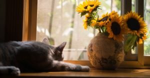 A cat outside the window