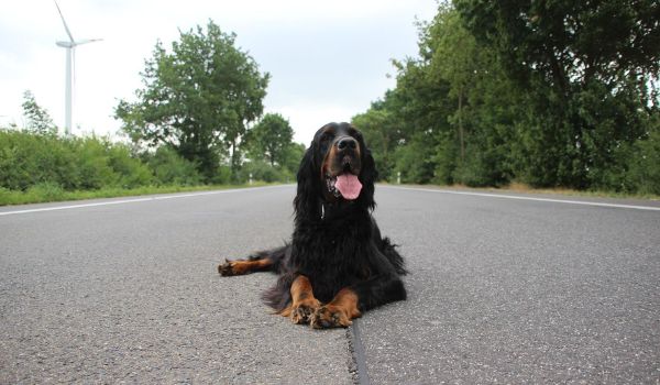 A gordon setter sitting in the middle of a road