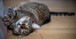 A striped grey cat scratching a sofa