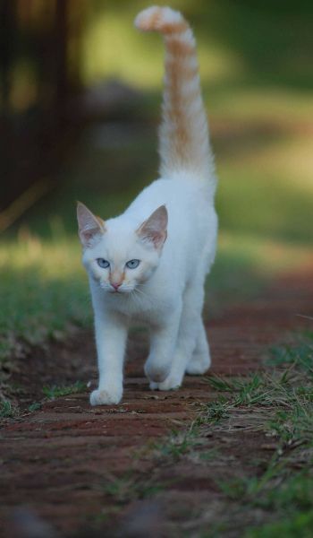 A white cat walking