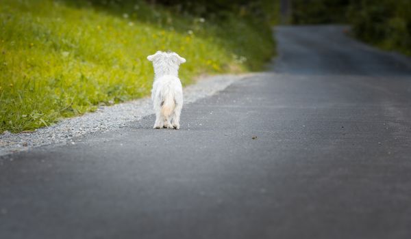 A white dog standing on a road