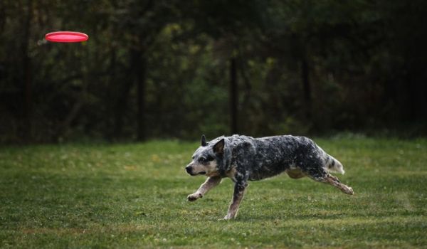 Australian Cattle Dog quickly runs through a field with green grass and chases a flying saucer