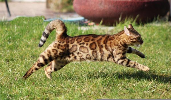 Bengal cat running on grass