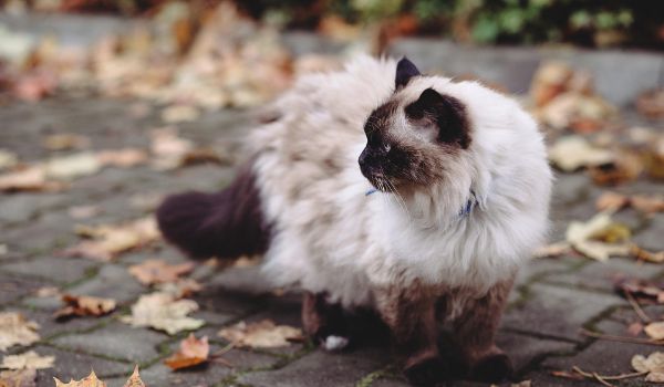 A Birman cat looking at her right side