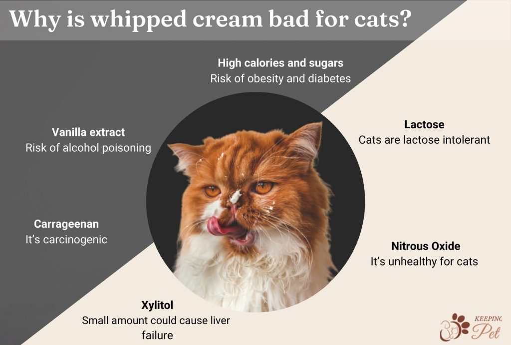 Infographic showing why whipped cream is bad for cats