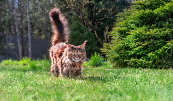 Cat with Tail up Approaches on a Sunny Green Lawn