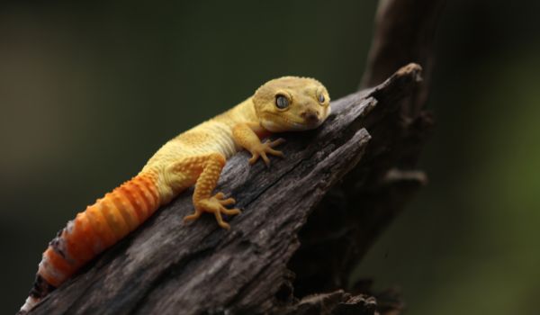 Close up of Leopard gecko climbing on a wood