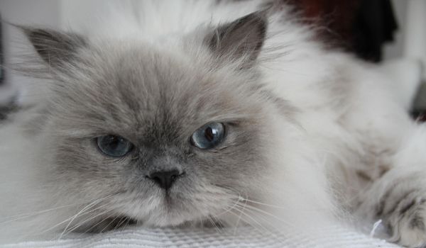 Close up of a Cream-Blue Point Himalayan Cat