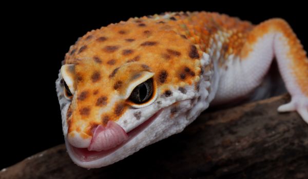 Close up of a Leopard gecko head with its tongue sticking out
