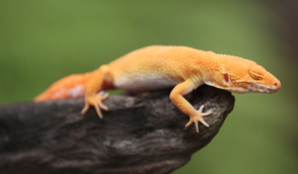 Close up of a tangerine Leopard gecko resting on a rock with its eyes closed