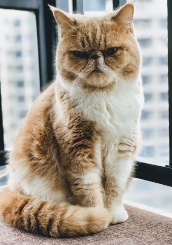 Close up of an exotic shorthair