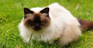 Himalayan cat colors