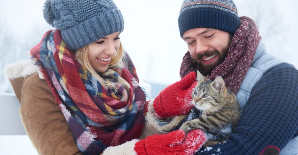 How do outdoor cats survive cold winter