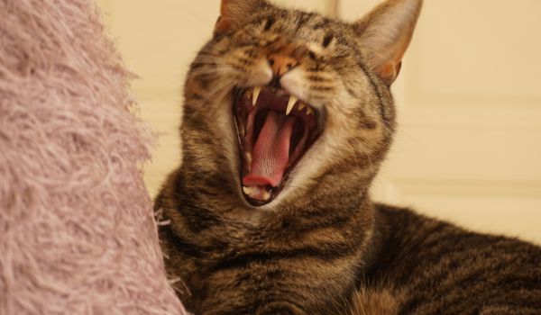 How Much Does Cat Teeth Cleaning Cost? A 2022 Guide