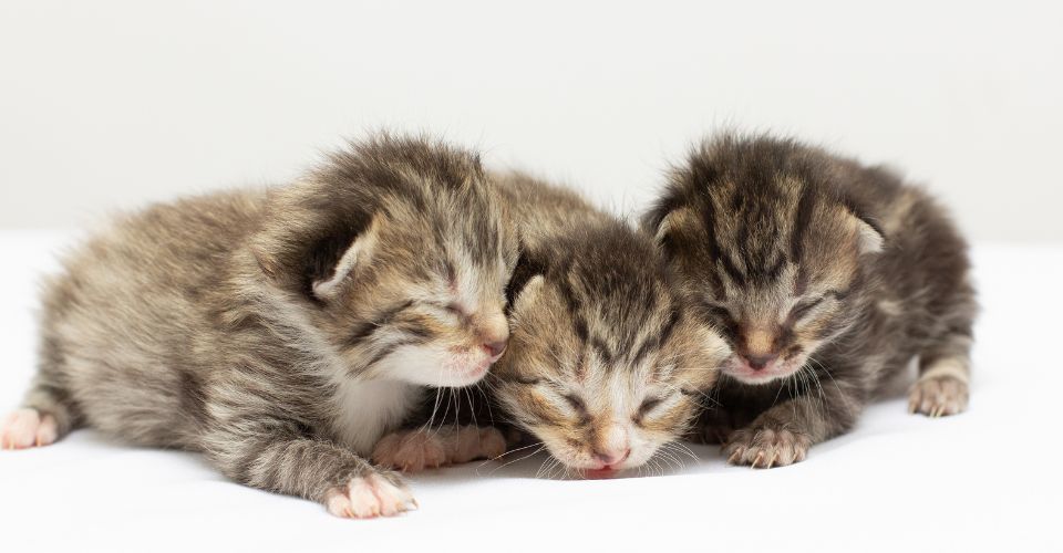 How to find a lost litter of kittens