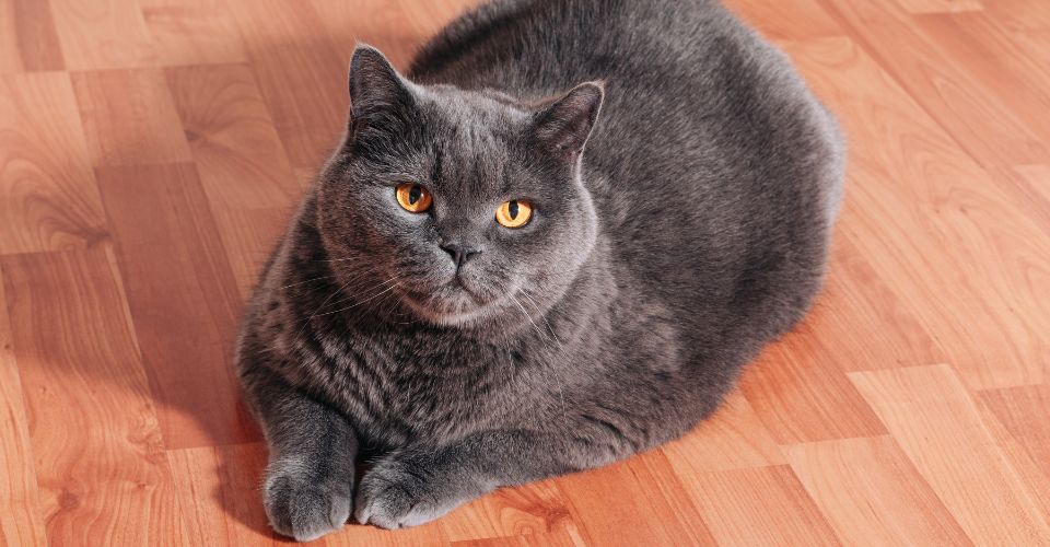 How to get cat pee smell out of hardwood floor