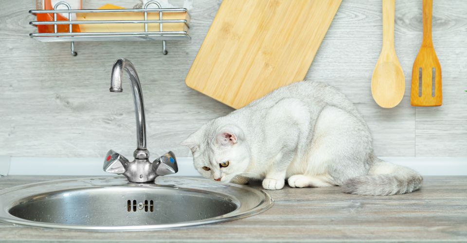 How to keep cats out of the sink