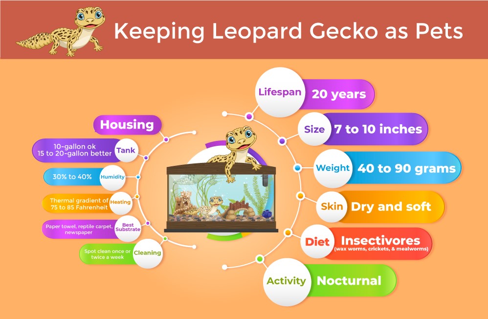Infographic giving a breed overview of Leoaprd gecko and their housing requirements