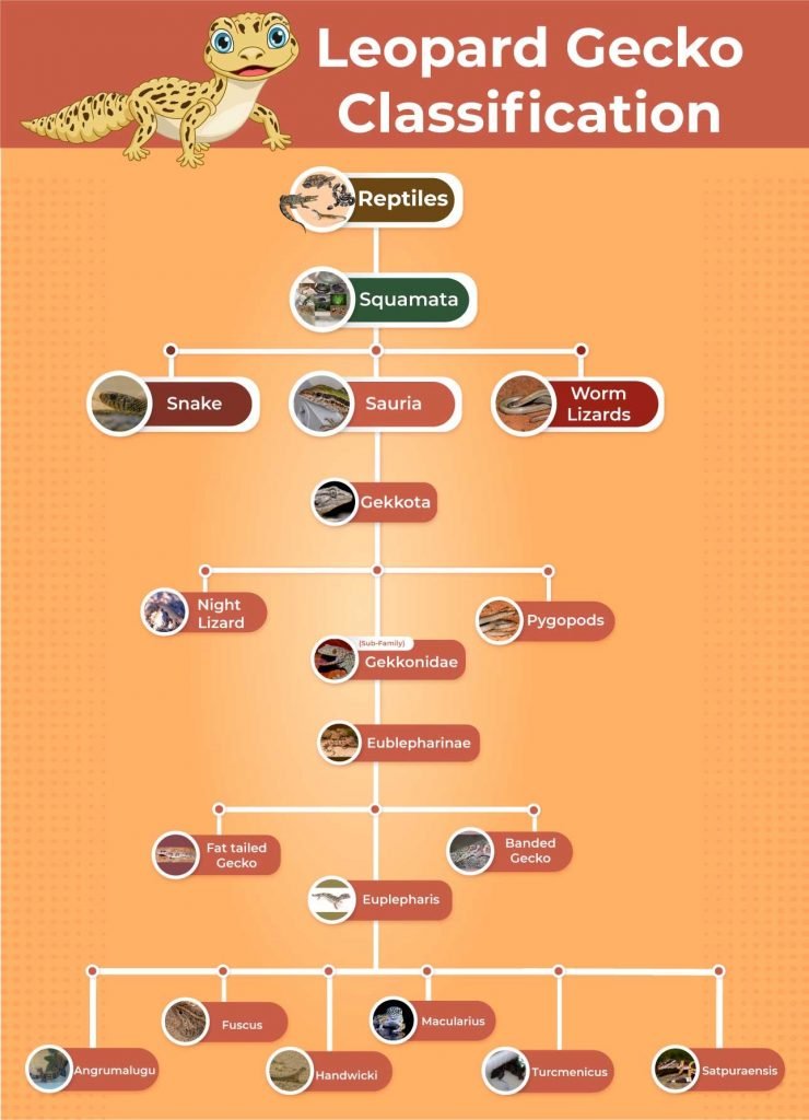 Infographic showing leopard gecko classification