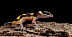 Leaopard gecko closeup on wood with black background