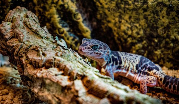 Leoaprd gecko in its habitat