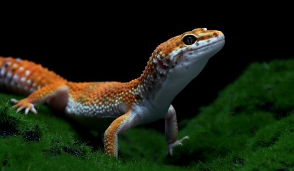 Leopard-Gecko-Habitat