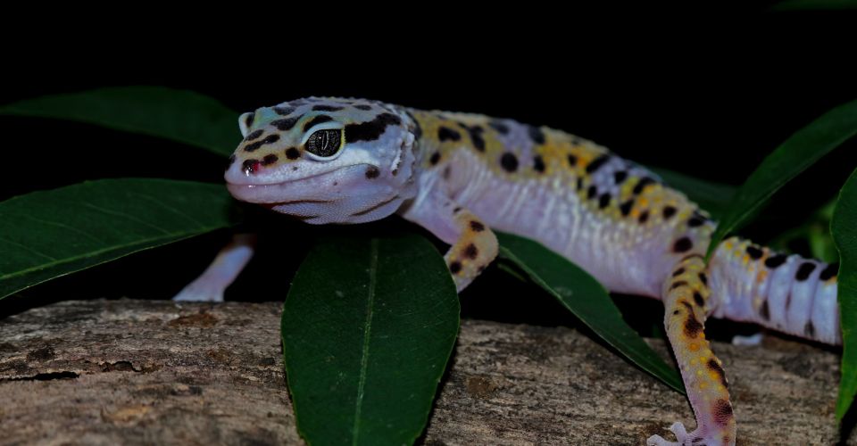 Leopard gecko on wood lookong for a prey