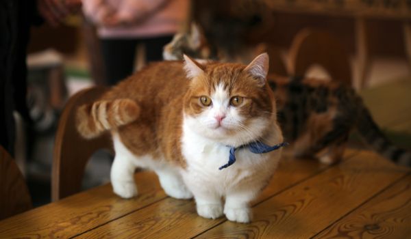 A Munchkin cat standing on a wooden table