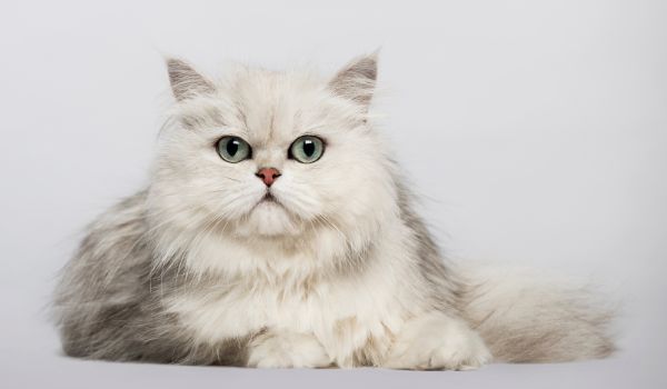 Close up of a fluffy white Persian cat