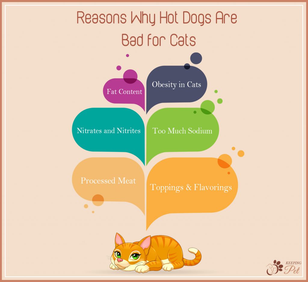 Infographic listing 6 reasons why hot dogs are bad for cats
