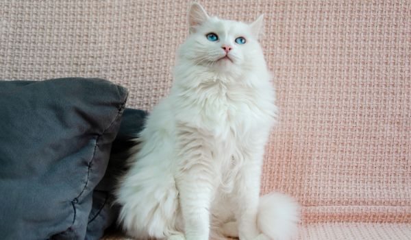 A cute white angora cat with beautiful blue eyes is sitting on the sofa and looking straight ahead
