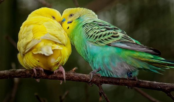 Two budgies flirting sitting on a tree branch