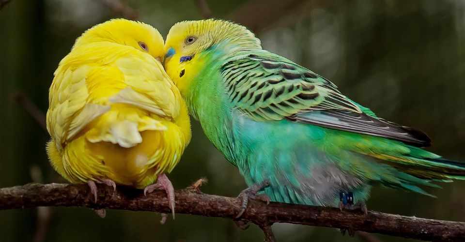 Two parakeets sitting on a tree branch, kissing